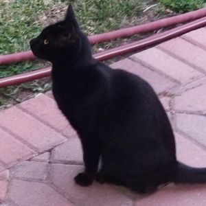 Meet your Posher, Priscilla